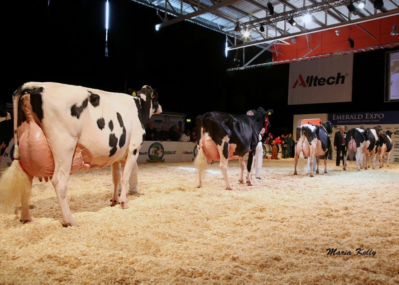 Championship line up at the Emerald Expo 2014 Alltech Senior Cow Championship