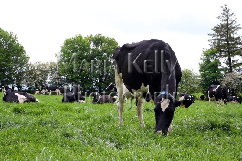 30-05-19, The Radney Herd in the field at the Launch of The IHFA Open Day will be held at the Radney Herd, Freemount, Charleville, Co. Cork on Thursday 27th of June. All welcome. Photo Maria Kelly
