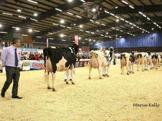 Millstreet-Show-2011_0272