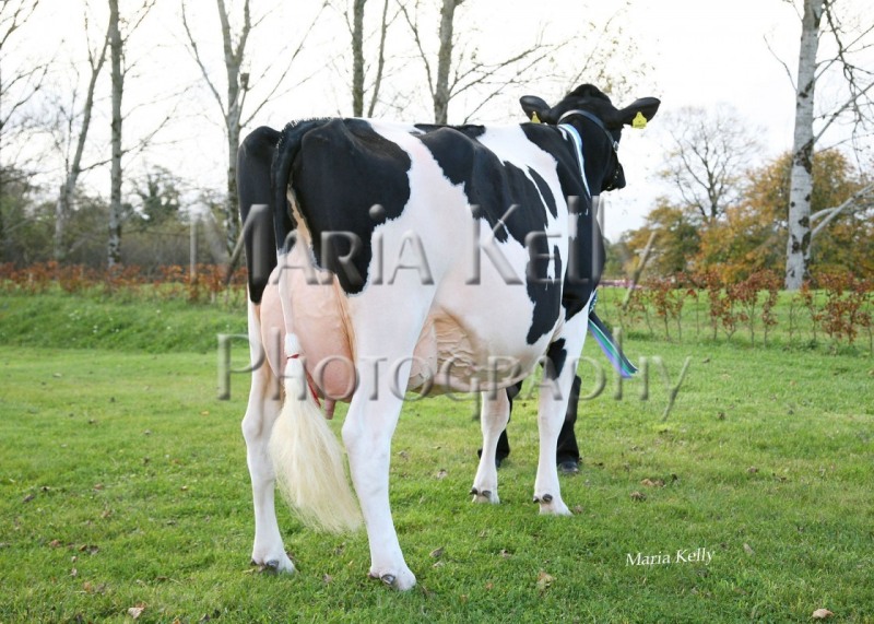 National-dairy-show-champion-2012-s