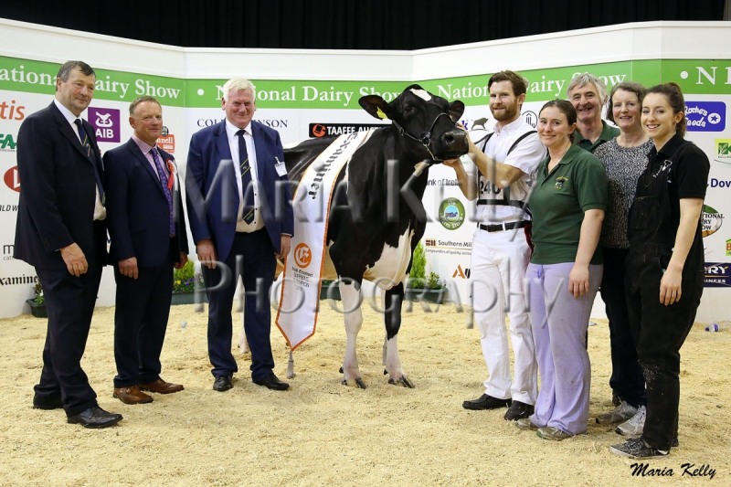 20/10/18 Seamus Crowley, President Cork Holstein Friesian Club, Edward Griffiths, Judge & John Kirby Director of National Dairy Show are pictured with the Irish Examiner National Dairy Show 2018 Supreme Champion Milliedale Dusk Rhapsody, owned by Thomas & Kathleen Neville, pictured with their family Thomas, Ann & Catriona.  Photo: Maria Kelly