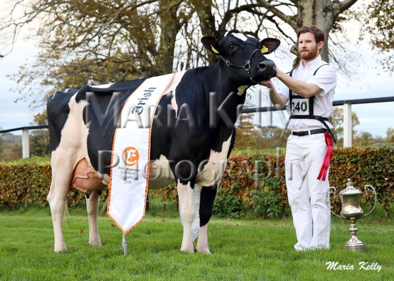 Irish Examiner National Dairy Show 2018 Supreme Champion, Milliedale Dusk Rhapsody, exhibited by Thomas & Kathleen Neville, Co.Limerick (Handler Thomas Neville) . Photo Maria Kelly