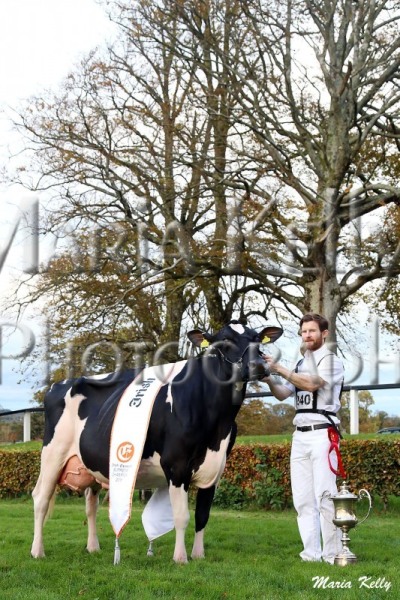 Irish Examiner National Dairy Show 2018 Supreme Champion, Milliedale Dusk Rhapsody, exhibited by Thomas & Kathleen Neville, Co.Limerick (Handler Thomas Neville) . Photo Maria Kelly