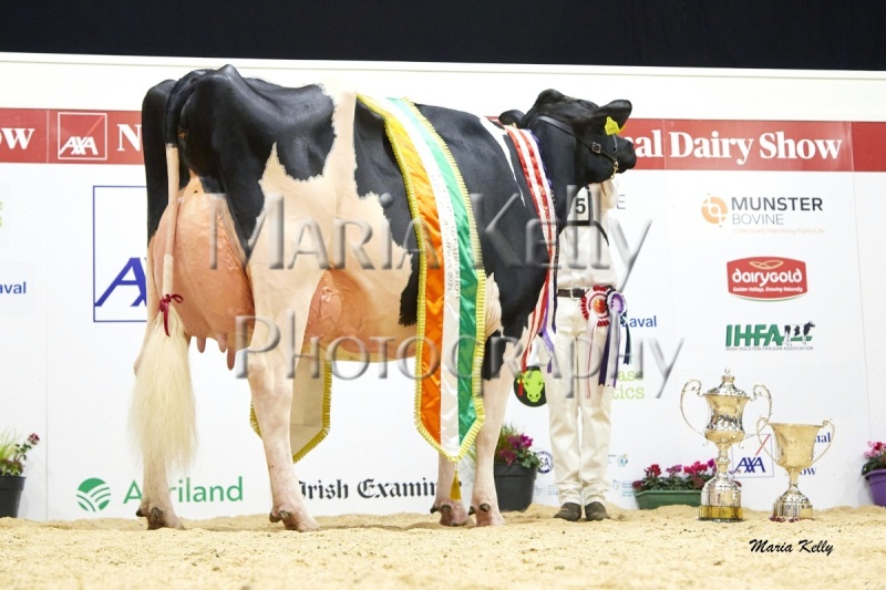 12/10/24 AXA National Dairy Show 2024, Irish Examiner Supreme Championship 2024 Eedy Doorman Fame exhibited by R&S and J&L Helen., Co.Cork Photo Maria Kelly.