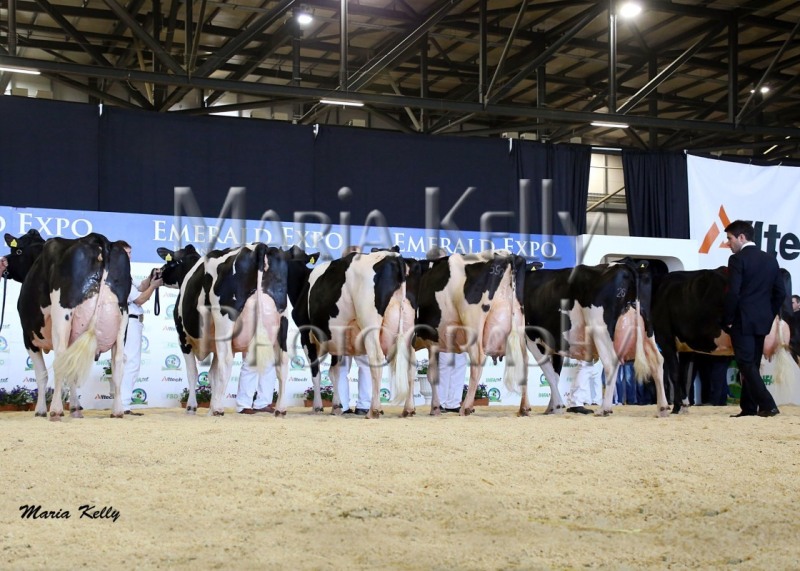 Marc-Henri Guillaume Judging at the Emerald Expo Show with the 2015 winner of the Alltech FBD Senior Cow Championship going to John Barretts Laurelmore Duplex Impala. Reserve goes to Philip Jones Hallow Atwood Twizzle.