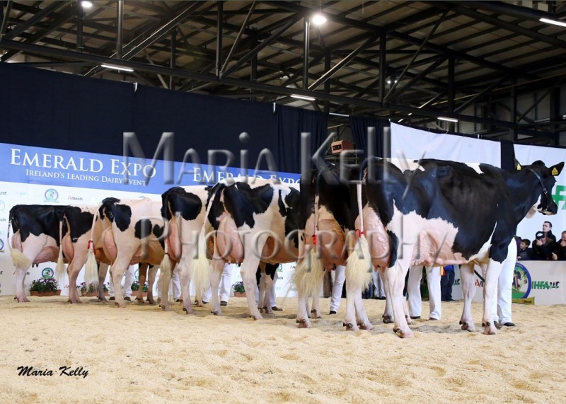 Championship line up at the Emerald Expo with the 2015 winner of the Alltech FBD Senior Cow Championship going to John Barretts Laurelmore Duplex Impala. Reserve goes to Philip Jones Hallow Atwood Twizzle.